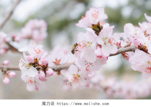 春天的樱花盛开在花园里传统二十四节气24节气春分